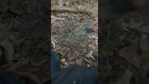 metal detecting in georgia, square nail