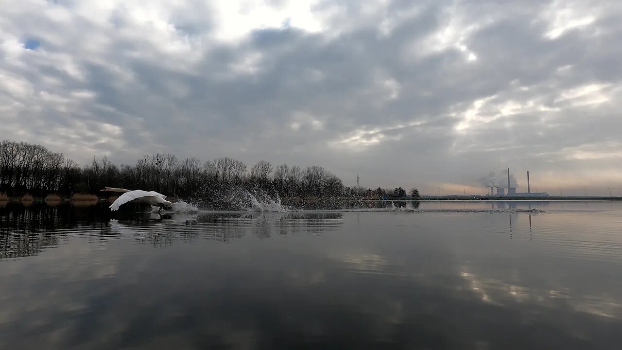 Pniowiec z Łabędziem - koniec sezonu