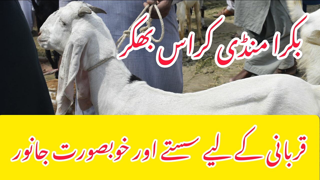 Bakra Mandi 2023 Cross Bhakkar, (Maweshi Mandi Bhakkar) (Sasty Jaanwar) 26-06-2023