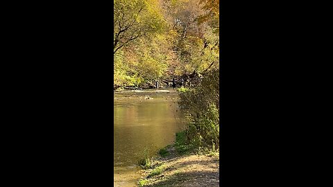 Poachers at the Bowmanville Creek in Ontario.