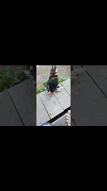 Rooster loves Grapes