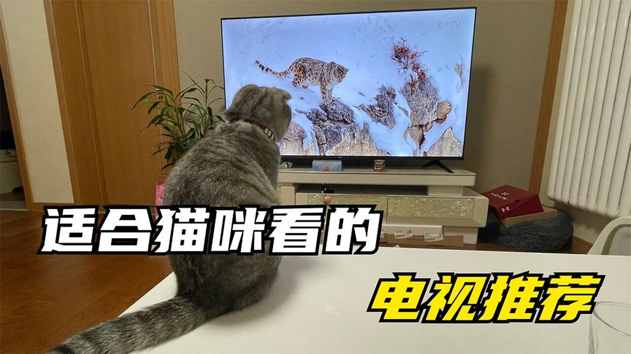 Does your cat watch TV?