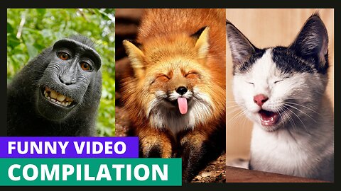 😳😳Unexpected Reactions About Funny cats 🐱 and dog 🐶 videos