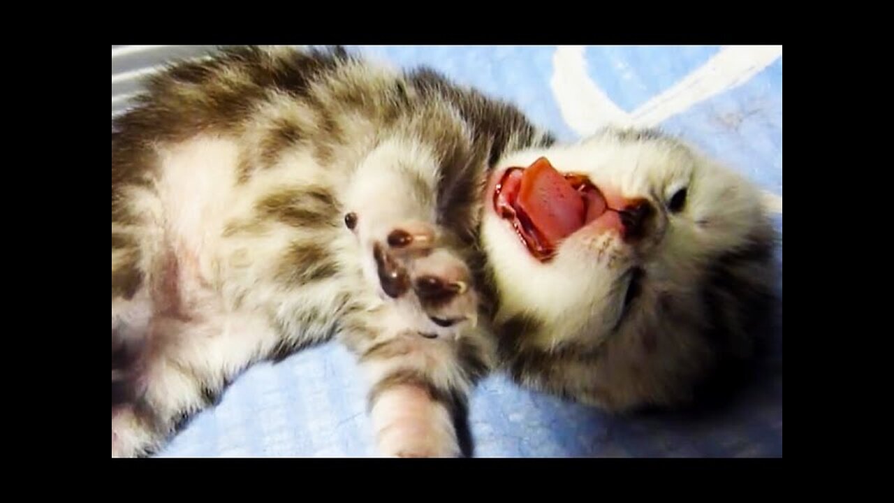 Cute Kittens Meowing, Purring, Playing for the First Time Videos Compilation