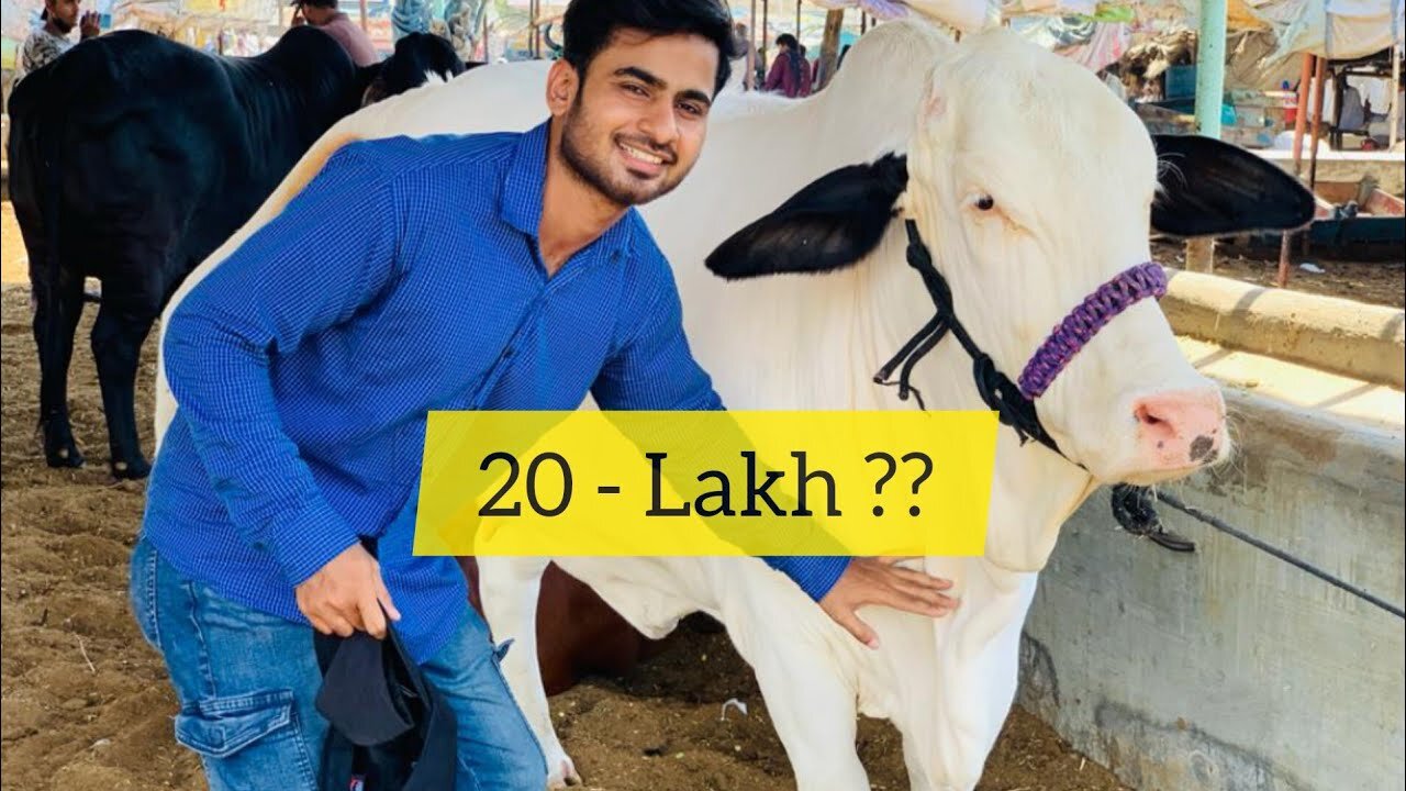 20 LAKH KA JANWAR | VLOG 18 | BACKBENCHERS