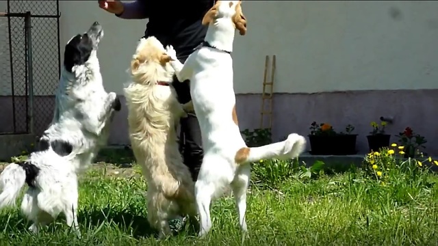 Homeless Dogs Happy And Jumping For Joy After Being Rescued