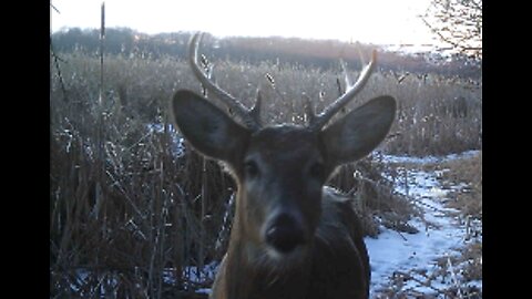 Fred Zeppelin 2021, Nosey Doe's And Nosey Buck's