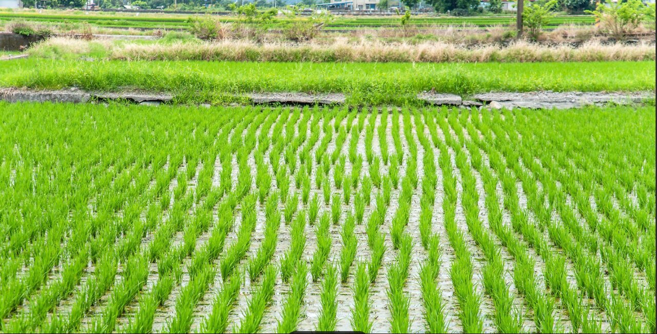 History of Rice