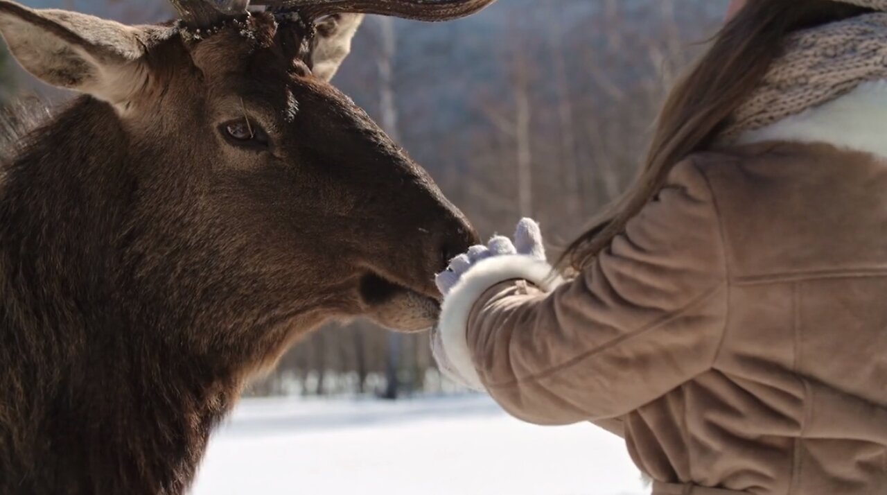 Amazing Video Footage of People Feeding a Deer With Their Hands