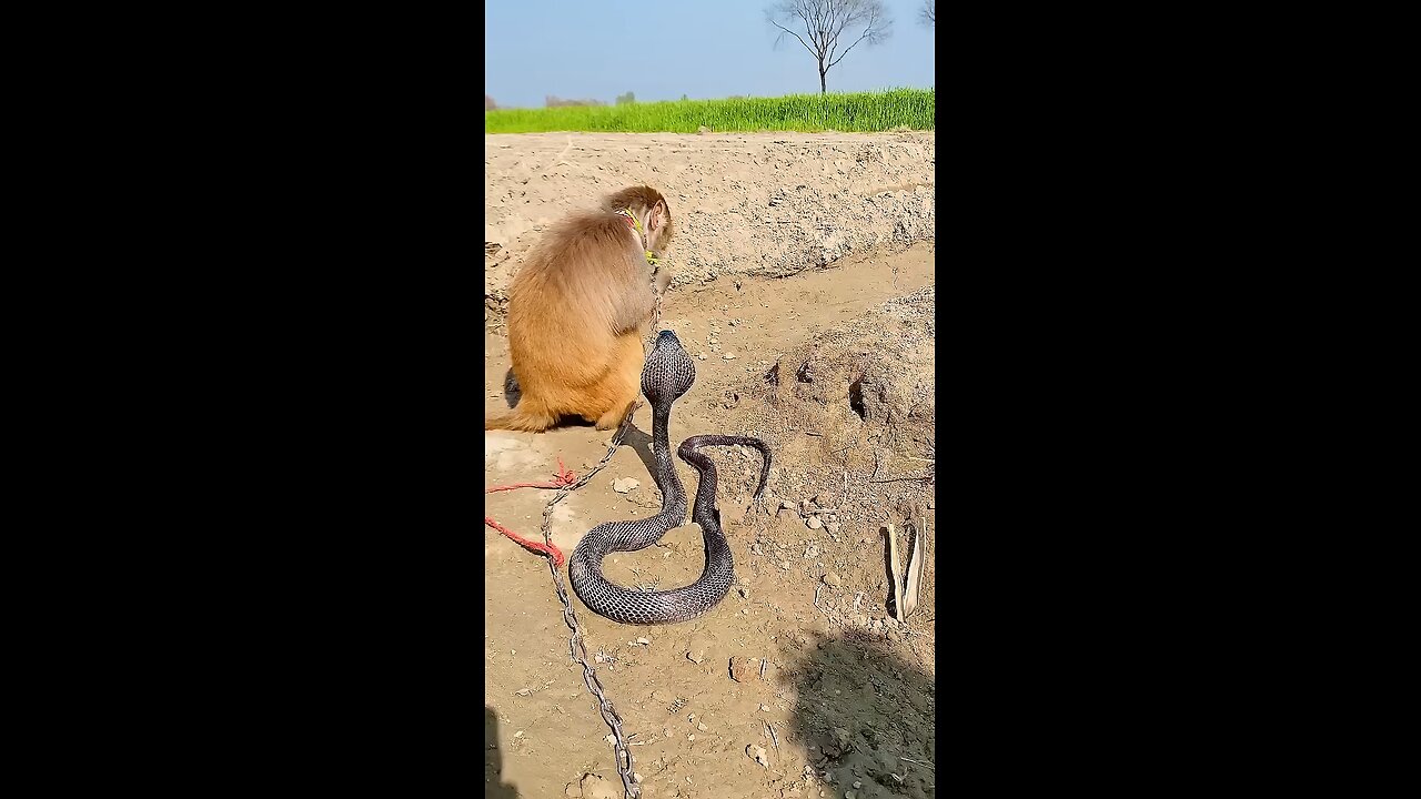 Monkey vs King cobra