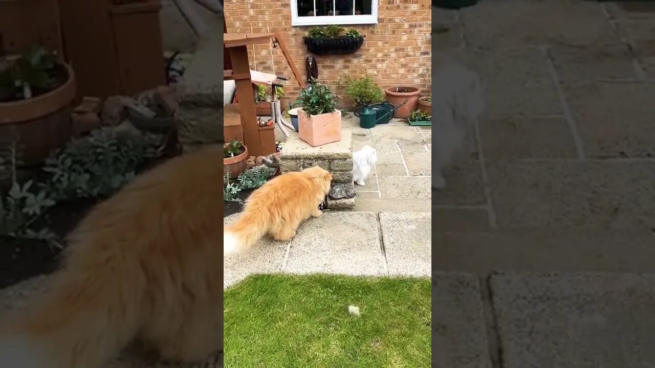 Cat Funny Video #shorts #reels #cat #funny