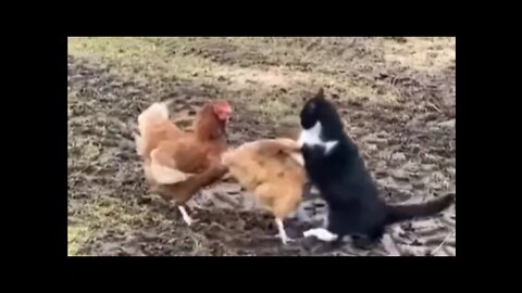 funny cat dog and hen 🤣 #sabircool #youtube #funnyanimals