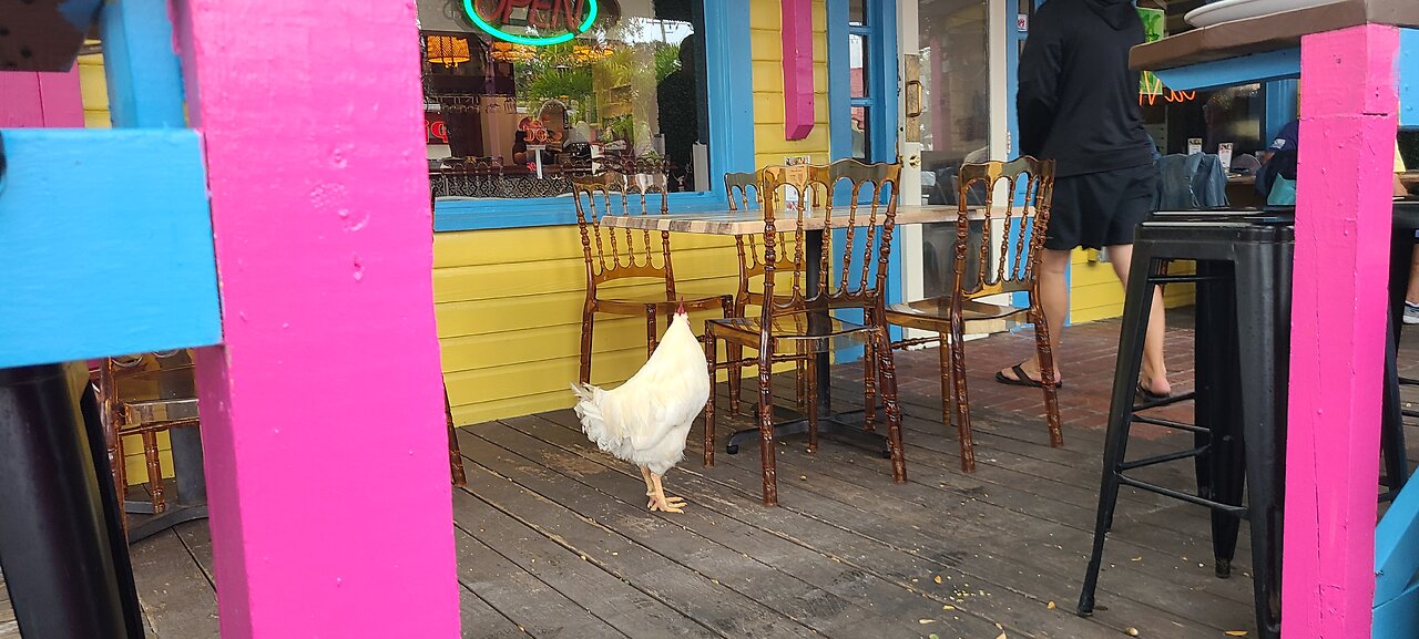 Luna and a Chicken New Smyrna Beach