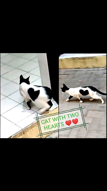 This Adorable Cat Carrying Two Heart One Inside The Body Another Outside