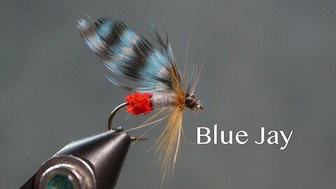 Blue Jay (from Favorite Flies and Their Histories by Mary Orvis Marbury)