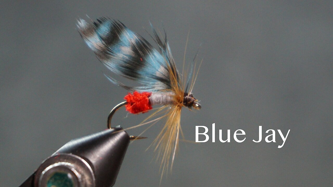 Blue Jay (from Favorite Flies and Their Histories by Mary Orvis Marbury)