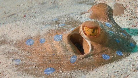 Friendly Stingrays | SEA LIFE Sunshine Coast #australia #wildlife #stingray