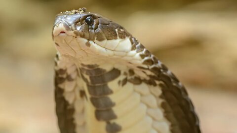 Snake Amazing Attacks videos - King Cobra |#r150shorts |#youtubeshorts |#ytshorts |#animals