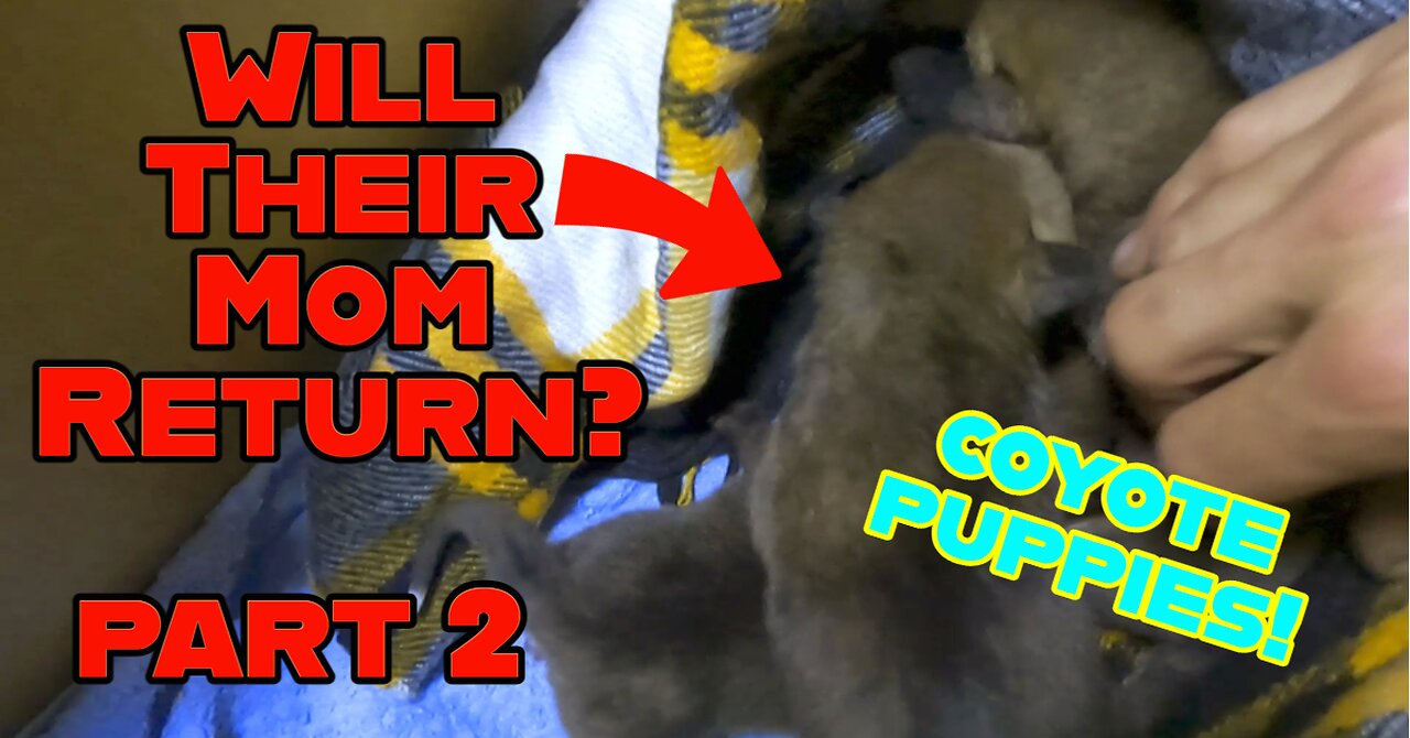 Return to the Coyote Pups!