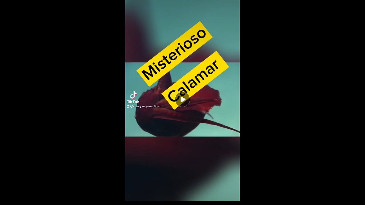 ¡Explora las profundidades del misterio marino con el fascinante CalamarEnigma!