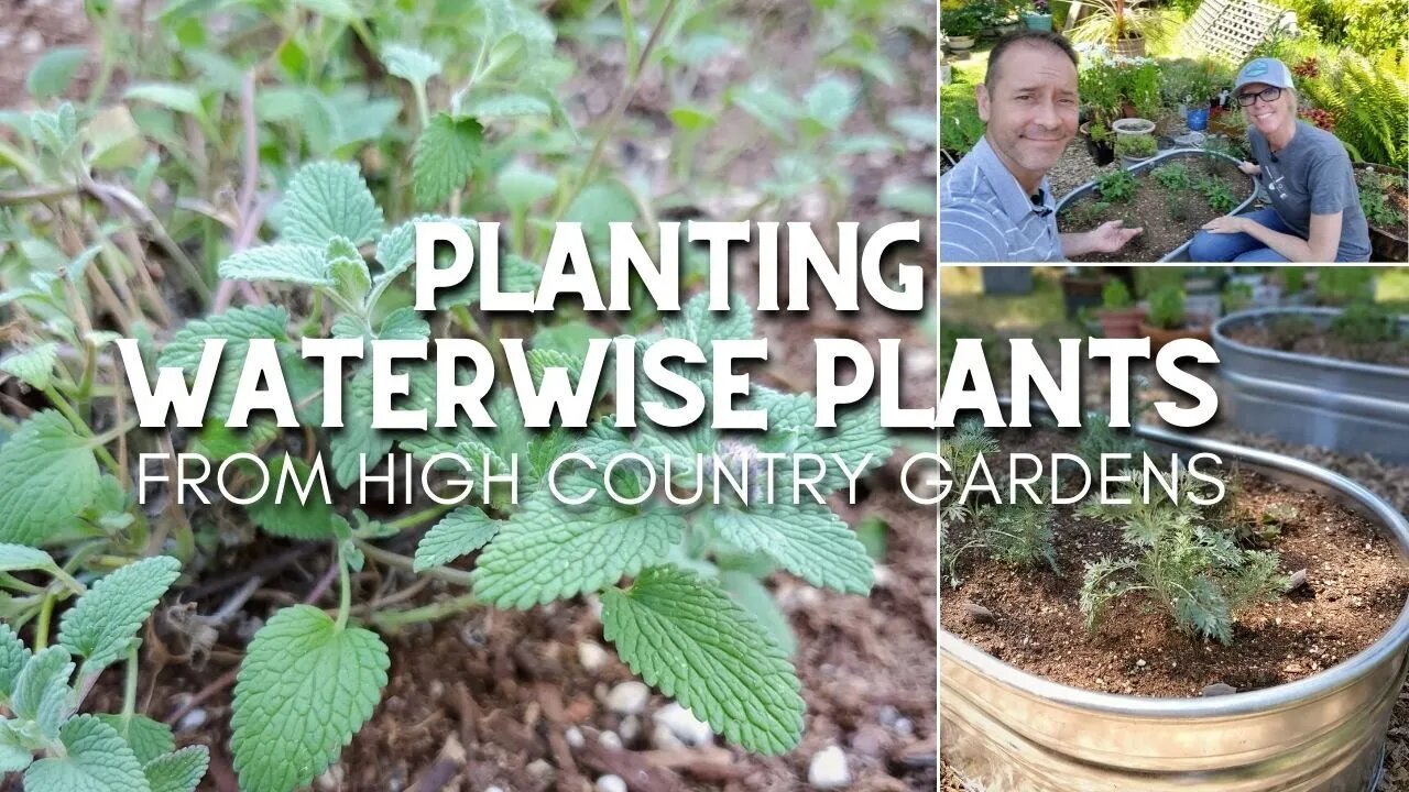 Planting Waterwise Plants 💦 From High Country Gardens 🚿