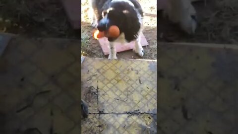 Guess dexter Dave wants to play fetch