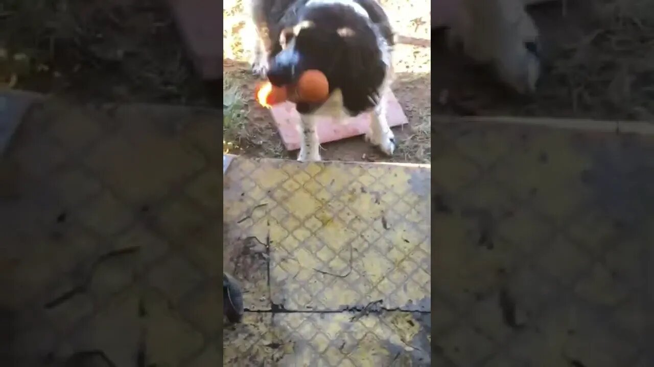 Guess dexter Dave wants to play fetch