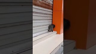 FUNNY CUTE KITTEN - Tiktok Compiled #Shorts