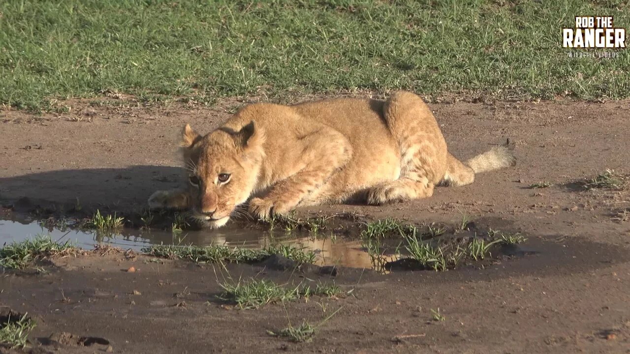 Stunning Mara Lioness And Cute Cubs (Introduced By Call Me Mshy)