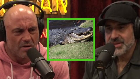 Alligator Attacks in Florida
