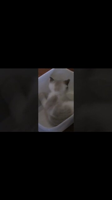 Crazy Frost Kitten Chasing His Tail! #Shorts 😻