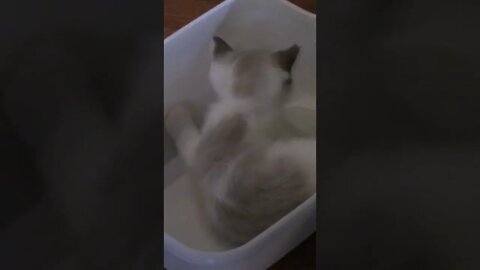 Crazy Frost Kitten Chasing His Tail! #Shorts 😻