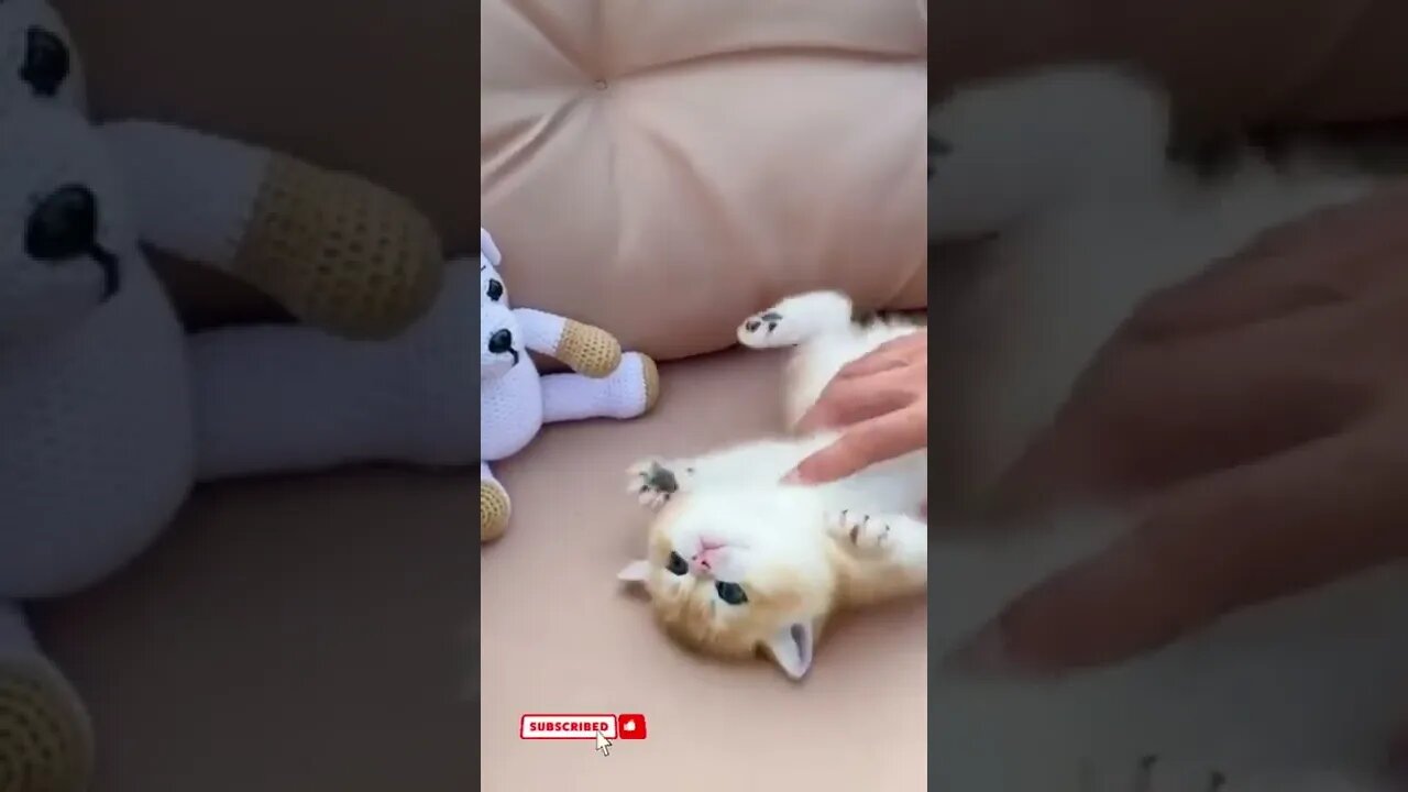 funny cat videos cute cat videos cute animals funny cats #shorts #shortsfunny #cutecat #funnycat