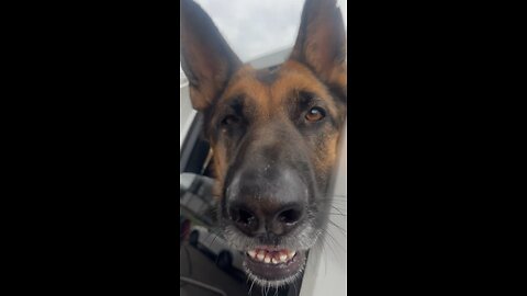 Cute Dog Clip