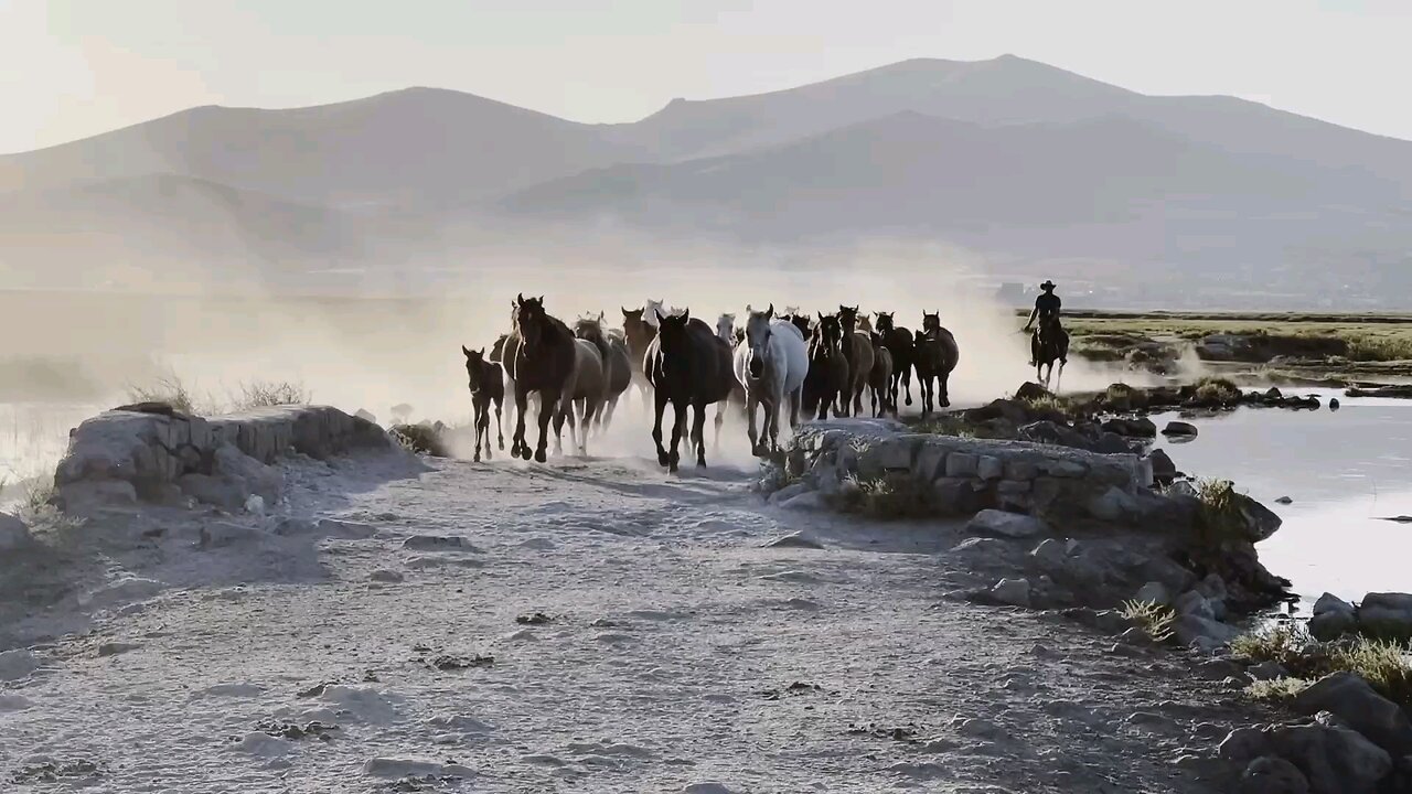 Happy horses