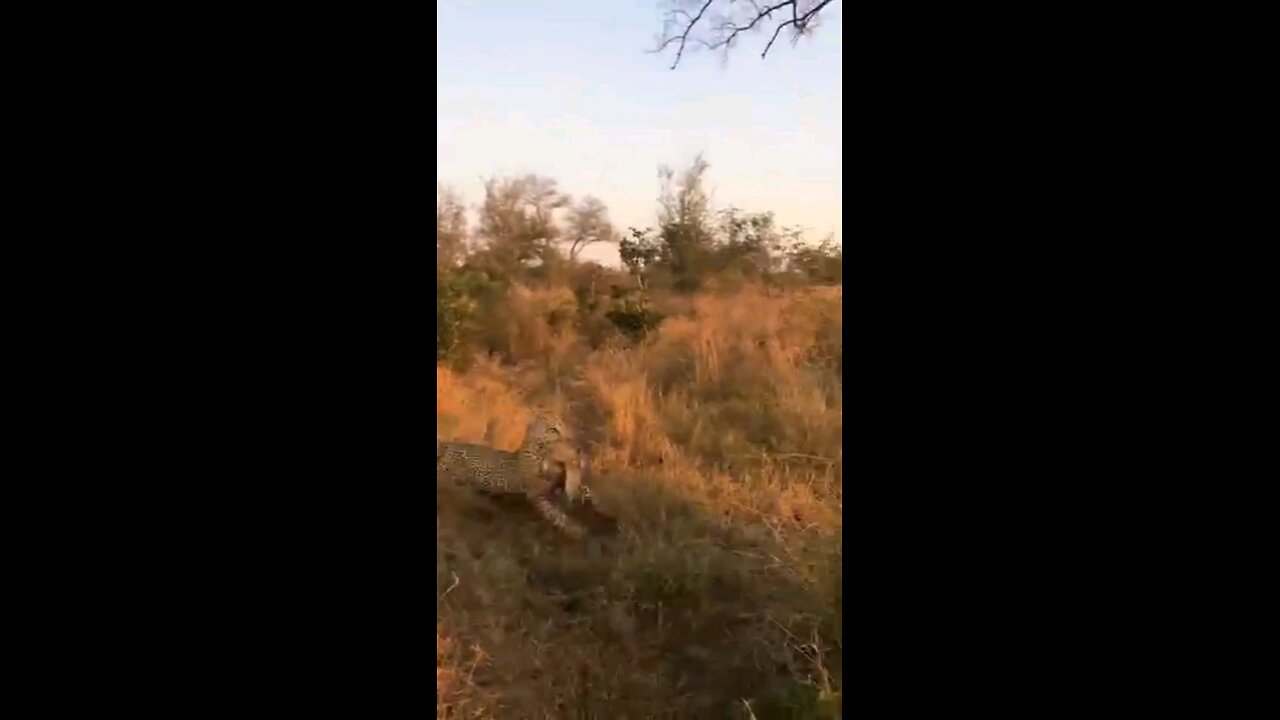 Leopard Outsmarts Hyena