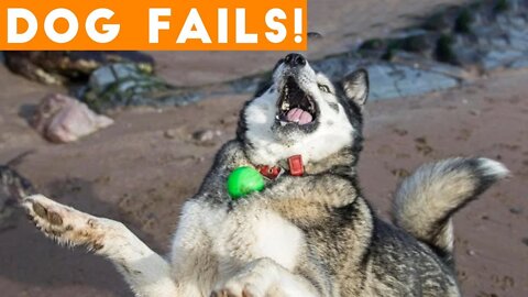 Dogs Have a Ruff Life Funny Fails