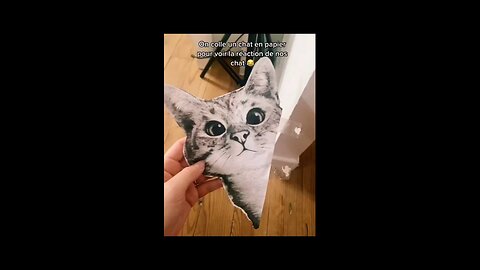 The prank of cats, they are shocked!