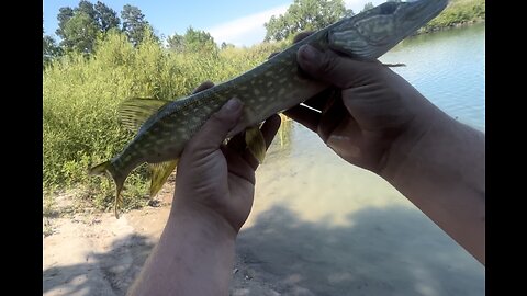 Northern pike