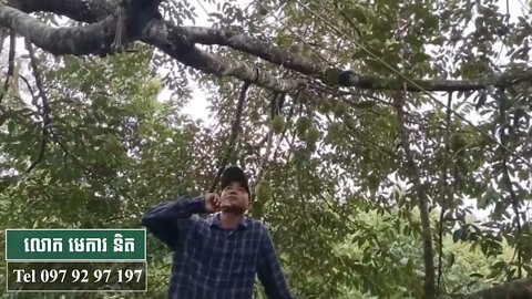 ដើមទុរេនដែលបងប្អូនរងចាំ