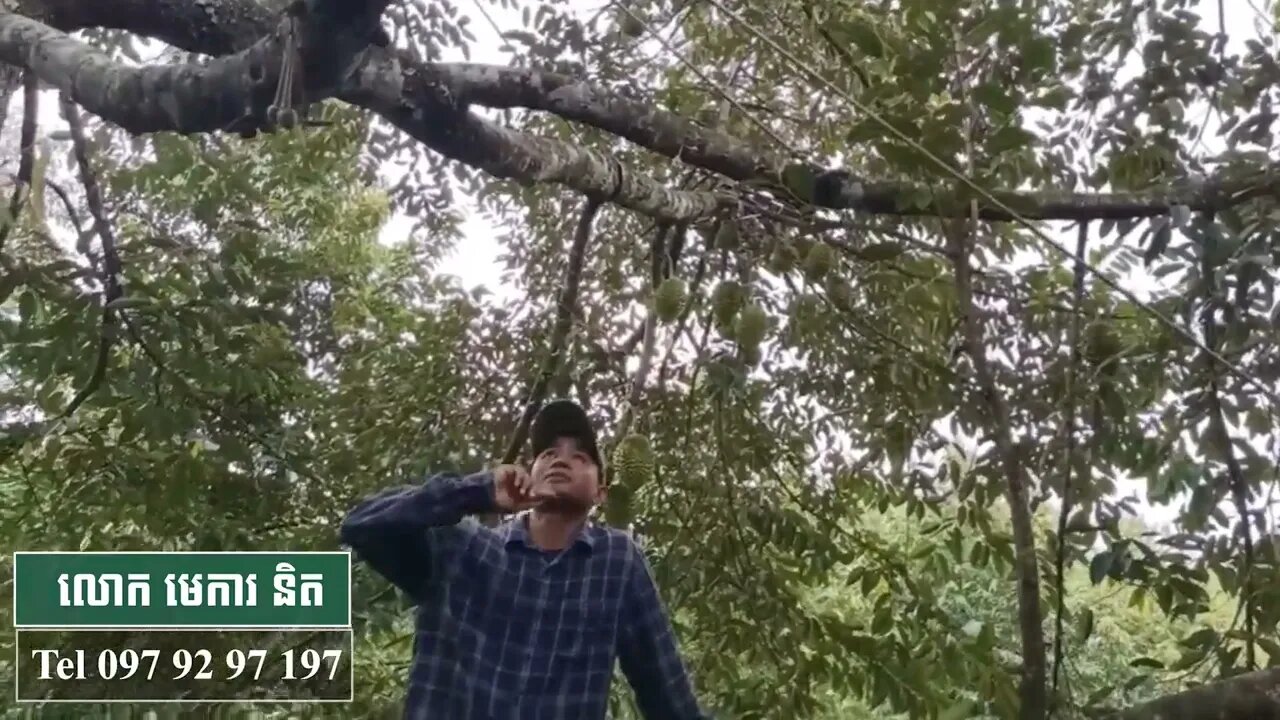 ដើមទុរេនដែលបងប្អូនរងចាំ