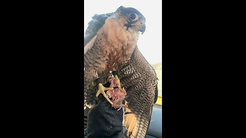 UAE falconry