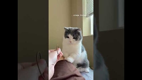 cute cat videos 😹 funny videos 😂