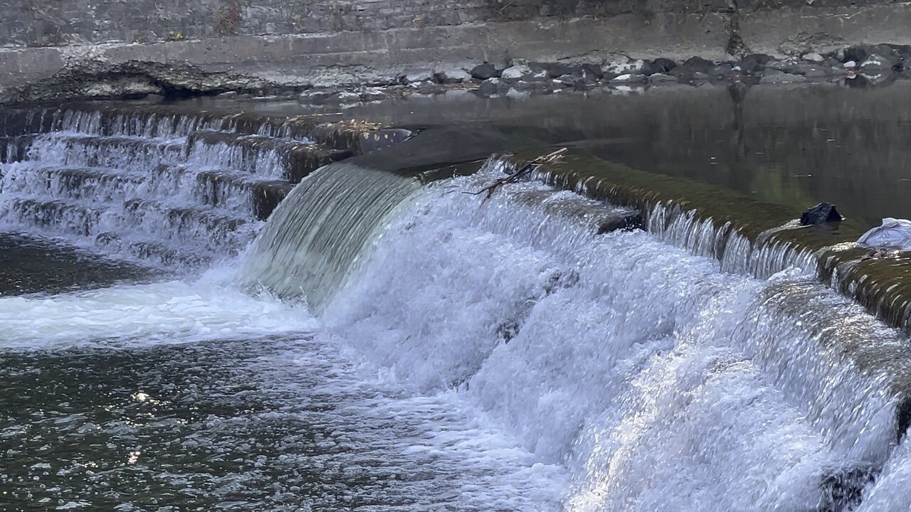 Salmon run Humber River 2022 edition 36