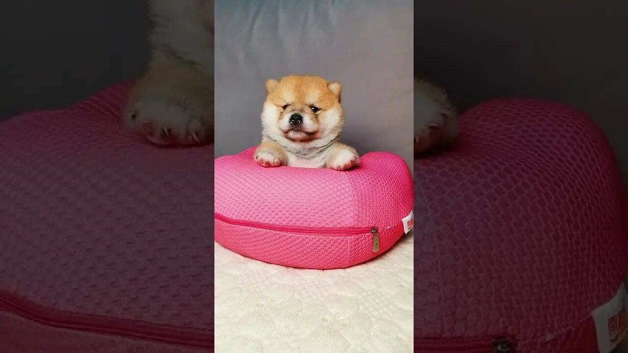 BEST 😍FUNNY😍 PET VIDEOS #59 - Try Not To Laugh #shorts