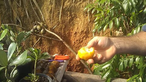 veja como plantar cajá manga anão a partir de 6 meses já produz