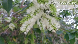 Florada do Ingazeiro Ingá as abelhas ama | Canal Conectados Hoje