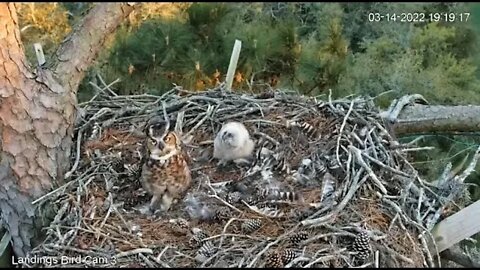 Mom's Evening Break-Leave & Return 🦉 3/14/22 18:16