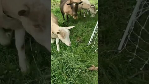 #goats #brat #homesteading #homesteadlife #farm #farmlife #farmanimals