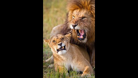 Loins Matting 🦁Love ❤ 🥰 in the Air on the banks of the Mara River,